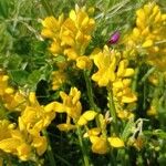 Genista sagittalis Flor