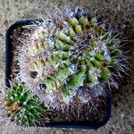 Acanthocalycium spiniflorum Hábitos