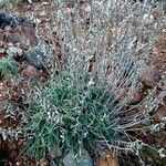 Lavandula latifolia Hábitos