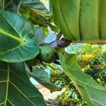 Ficus abutilifolia Fruto