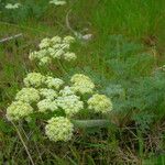 Lomatium dasycarpum Цвят