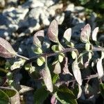 Scutellaria albida その他の提案