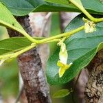 Diospyros inconstans Flower