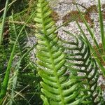 Blechnum spicant Hostoa