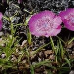 Dianthus callizonus