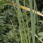 Equisetum fluviatile ഇല