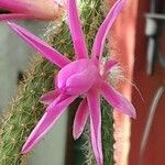 Disocactus flagelliformis Fleur