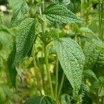 Salvia hispanica पत्ता