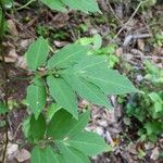 Solanum seaforthianum Feuille