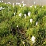 Eriophorum scheuchzeri Blodyn