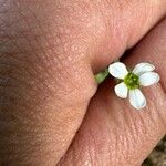 Saxifraga bulbifera Květ