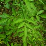 Bidens alba Leaf