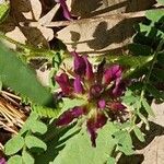 Astragalus hypoglottis Fleur