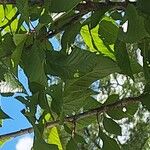 Prunus × subhirtella Liść
