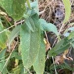 Mentha longifolia Leaf