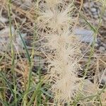 Cenchrus ciliaris Fruit