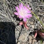 Lewisia rediviva Blomst