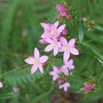 Centaurium erythraeaКветка