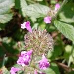 Clinopodium vulgare പുഷ്പം