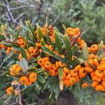 Pyracantha angustifolia Fruit