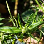 Misopates orontium 果實