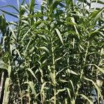 Arundo donax Folio