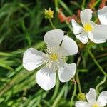 Ranunculus platanifolius Blüte