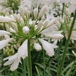 Agapanthus africanus പുഷ്പം