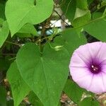 Ipomoea tiliacea 葉