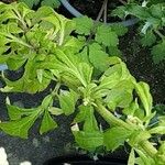 Artemisia lactiflora Folha