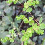 Euphorbia stricta Fiore