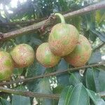 Garcinia cochinchinensis 果実