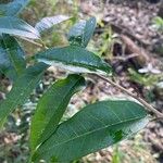 Maclura cochinchinensis Leaf