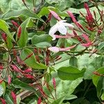 Jasminum polyanthum Floro
