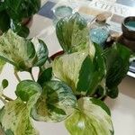 Epipremnum aureum Hoja