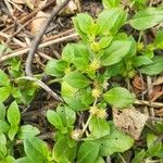 Alternanthera pungens Feuille