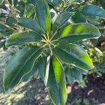 Heptapleurum arboricola Fulla