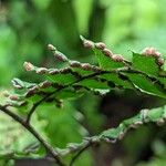 Adiantum tetraphyllum Fruit