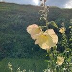 Abelmoschus manihot Fiore