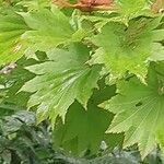 Acer shirasawanum Folha