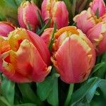 Tulipa gesnerianaFlower