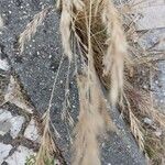 Festuca ambigua Foglia