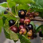 Ribes nigrum Fruto
