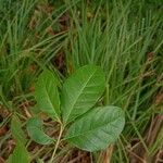 Bourreria costaricensis 葉