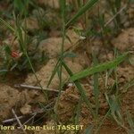 Lathyrus nissolia Other