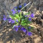 Polygala alpestris Habitus