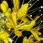 Cleomella lutea Flower
