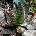 Aloe grandidentata Alkat (teljes növény)