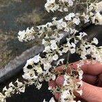 Poranopsis paniculata Floare
