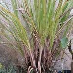 Cymbopogon nardus ᱥᱟᱠᱟᱢ